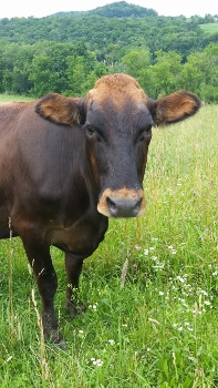 Bessy the Cow